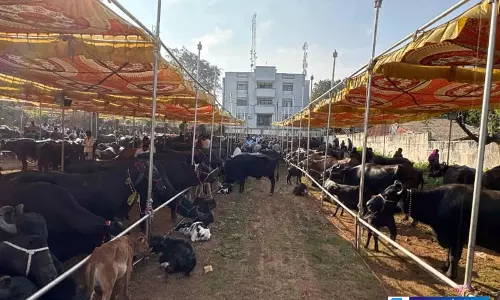 Tribal महिलाओं की जिंदगी में बड़ा बदलाव, गुजरात सरकार की डेयरी योजना बनी सहारा Tribal महिलाओं की जिंदगी में बड़ा बदलाव, गुजरात सरकार की डेयरी योजना बनी सहारा