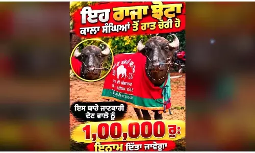 चोर ले उड़े 35 लाख का राजा, 19 साल के चैंपियन भैंसे की तलाश में जुटा मालिक चोर ले उड़े 35 लाख का राजा, 19 साल के चैंपियन भैंसे की तलाश में जुटा मालिक