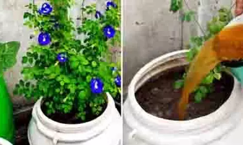 अपराजिता में खिलेंगे ढेरों नीले फूल, अपनाएं ये देसी नुस्खा अपराजिता में खिलेंगे ढेरों नीले फूल, अपनाएं ये देसी नुस्खा