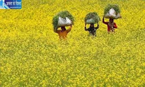 सफेद शहद से चमकेगी किसानों की किस्मत, विदेशों में भारी मांग सफेद शहद से चमकेगी किसानों की किस्मत, विदेशों में भारी मांग