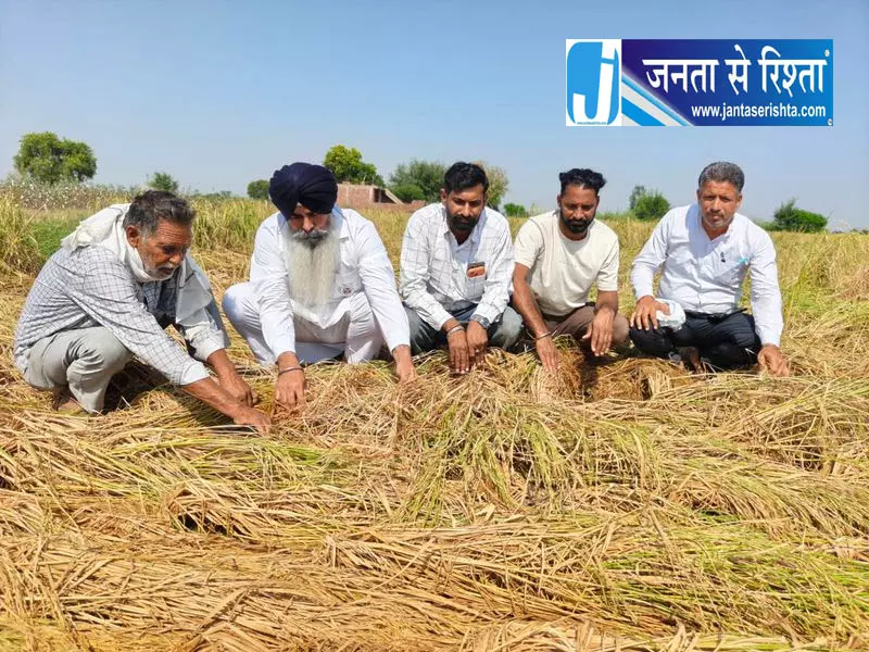 ओलावृष्टि से सिरसा में फसलें चौपट, किसानों ने सरकार से मांगा मुआवजा ओलावृष्टि से सिरसा में फसलें चौपट, किसानों ने सरकार से मांगा मुआवजा