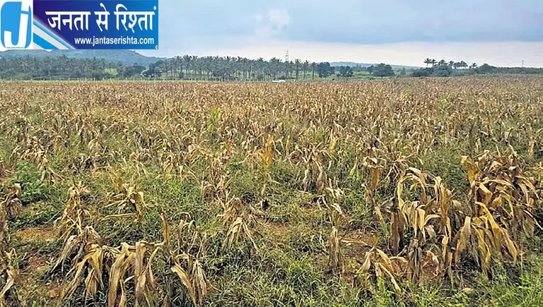 भीषण सूखे से किसानों पर टूटा संकट, 724.4 करोड़ की फसल बर्बाद भीषण सूखे से किसानों पर टूटा संकट, 724.4 करोड़ की फसल बर्बाद