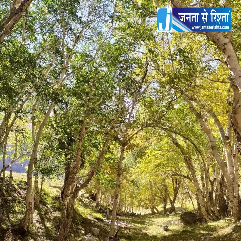हिमाचल का सुराल भटोरी गांव, धार्मिक आस्था के सहारे सुरक्षित हैं जंगल हिमाचल का सुराल भटोरी गांव, धार्मिक आस्था के सहारे सुरक्षित हैं जंगल