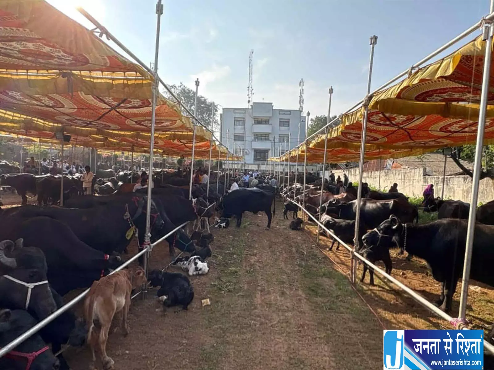 Tribal महिलाओं की जिंदगी में बड़ा बदलाव, गुजरात सरकार की डेयरी योजना बनी सहारा Tribal महिलाओं की जिंदगी में बड़ा बदलाव, गुजरात सरकार की डेयरी योजना बनी सहारा