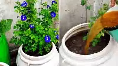 अपराजिता में खिलेंगे ढेरों नीले फूल, अपनाएं ये देसी नुस्खा अपराजिता में खिलेंगे ढेरों नीले फूल, अपनाएं ये देसी नुस्खा