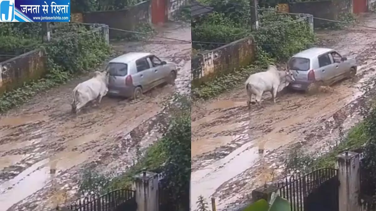 कीचड़ में फंसी कार को बैल ने लगाया धक्का, अनोखा नजारा देख लोग हैरान, वीडियो वायरल कीचड़ में फंसी कार को बैल ने लगाया धक्का, अनोखा नजारा देख लोग हैरान, वीडियो वायरल