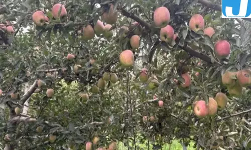 पुलवामा में बागवानों के सामने सिंचाई संकट, भूजल घटने से बोरवेल भी चुनौती