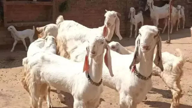 मथुरा में 30 बकरियां चोरी होने का मामला, पशुपालकों की सुरक्षा पर सवाल