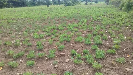 Telangana: 365 मंडलों में सूखा घोषित, अल नीनो बना वजह