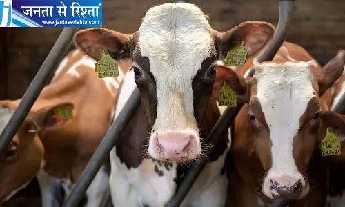 10 हजार महिलाओं की चमकेगी किस्मत, सरकार देगी मुफ्त दुधारू गाय, हर दिन होगा दूध उत्पादन 10 हजार महिलाओं की चमकेगी किस्मत, सरकार देगी मुफ्त दुधारू गाय, हर दिन होगा दूध उत्पादन