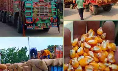 गुना मंडी में मक्के की बंपर आवक, 5 साल का रिकॉर्ड टूटा