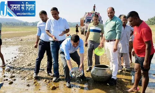नूरपुर: पौंग जलाशय में 17 लाख मछली के बीज छोड़ने की योजना, बढ़ेगा उत्पादन नूरपुर: पौंग जलाशय में 17 लाख मछली के बीज छोड़ने की योजना, बढ़ेगा उत्पादन
