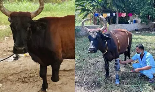 मॉड्यूलर कृत्रिम पैर से गोमाता को मिली चलने की नई राह