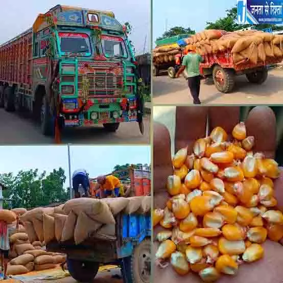 गुना मंडी में मक्के की बंपर आवक, 5 साल का रिकॉर्ड टूटा गुना मंडी में मक्के की बंपर आवक, 5 साल का रिकॉर्ड टूटा