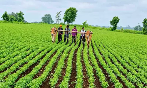 किसानों की आय बढ़ाने के लिए सरकार का बड़ा फैसला! धान की जगह दलहन-तिलहन लगाने पर मिलेगा ₹15,000 प्रति एकड़ किसानों की आय बढ़ाने के लिए सरकार का बड़ा फैसला! धान की जगह दलहन-तिलहन लगाने पर मिलेगा ₹15,000 प्रति एकड़