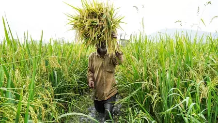 6 रबी फसलों की बंपर खरीद: MSP भुगतान 8.36 लाख करोड़