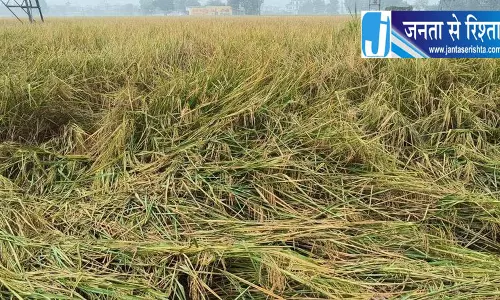 ओलावृष्टि से धान की फसल को नुकसान, हरियाणा सरकार देगी 11 हजार रुपये प्रति एकड़ सहायता ओलावृष्टि से धान की फसल को नुकसान, हरियाणा सरकार देगी 11 हजार रुपये प्रति एकड़ सहायता