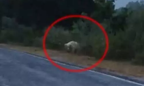 छत्तीसगढ़ में सड़क पर दिखा दुर्लभ सफेद भालू, अनोखा नजारा देख थम गए राहगीर, VIDEO वायरल छत्तीसगढ़ में सड़क पर दिखा दुर्लभ सफेद भालू, अनोखा नजारा देख थम गए राहगीर, VIDEO वायरल