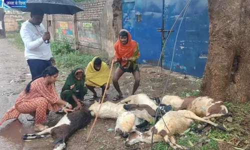 बिजली का खंभा गिरने से 7 मवेशियों की मौत, तेज हवाओं और बारिश से जनजीवन प्रभावित बिजली का खंभा गिरने से 7 मवेशियों की मौत, तेज हवाओं और बारिश से जनजीवन प्रभावित