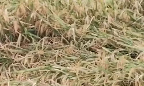 चक्रवाती तूफान अर्नब की मार! विंध्य क्षेत्र में बिगड़ा मौसम का मिजाज, धान की फसल को झटका