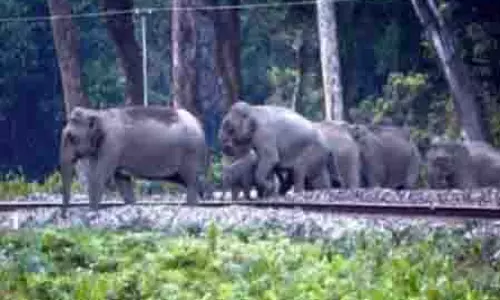 ट्रेन की चपेट में आने से दो हाथी के बच्चों की मौत, उपमुख्यमंत्री ने व्यक्त किया दुख