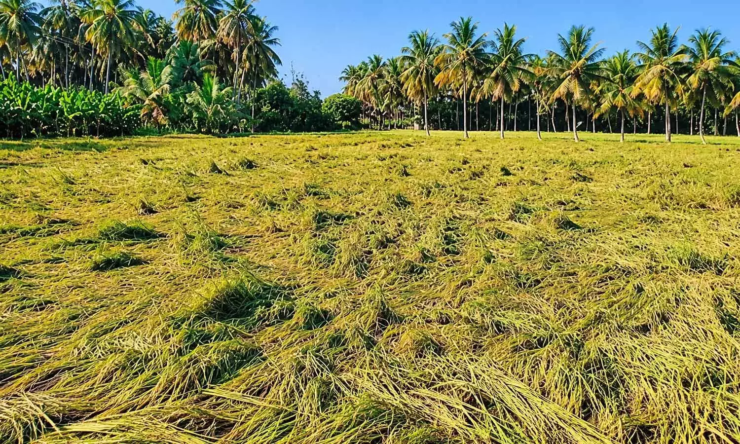Andhra: 6,199 हेक्टेयर में धान की फसल डूब गई Andhra: 6,199 हेक्टेयर में धान की फसल डूब गई