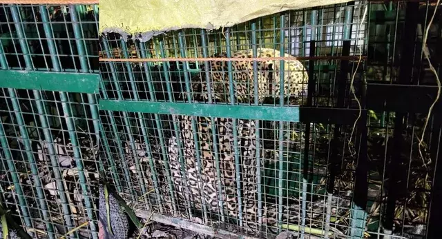 बकरी का शिकार करने पहुंचा तेंदुआ पिंजरे में कैद, ग्रामीणों को मिली राहत बकरी का शिकार करने पहुंचा तेंदुआ पिंजरे में कैद, ग्रामीणों को मिली राहत
