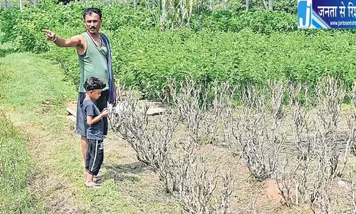 कर्नाटक में सूखे का कहर, हरे-भरे खेतों में भी फसलें बर्बाद कर्नाटक में सूखे का कहर, हरे-भरे खेतों में भी फसलें बर्बाद