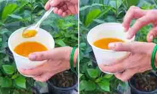पौधों के कीड़ों से छुटकारा दिलाएगा घरेलू घोल