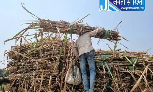 हरियाणा में गन्ने की कीमतों में 35 रुपये की बढ़ोतरी