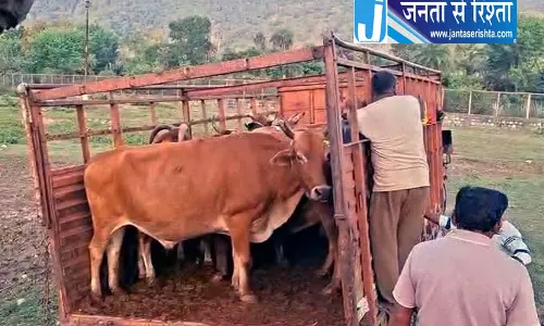 कांगड़ा में आवारा पशुओं पर पंचायतों की कार्रवाई, 80 मवेशियों को पहुंचाया गौशाला कांगड़ा में आवारा पशुओं पर पंचायतों की कार्रवाई, 80 मवेशियों को पहुंचाया गौशाला