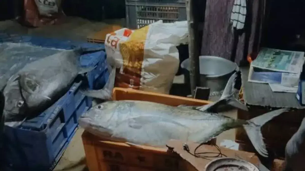 मछली खाने से सेहत बिगड़ी: वट्टा को लेकर मेडिकल चेतावनी जारी मछली खाने से सेहत बिगड़ी: वट्टा को लेकर मेडिकल चेतावनी जारी