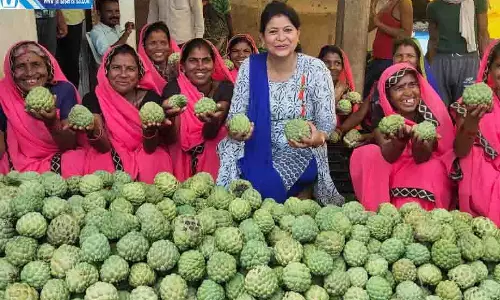 सिवनी का जंबो सीताफल पहुंचेगा दुबई, किसानों की चमकी किस्मत सिवनी का जंबो सीताफल पहुंचेगा दुबई, किसानों की चमकी किस्मत