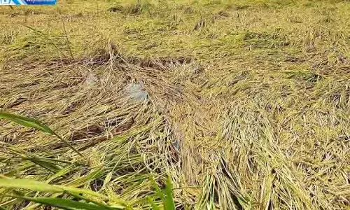 36 घंटे की बारिश ने छीनी किसानों की उम्मीदें, फसलों को भारी नुकसान