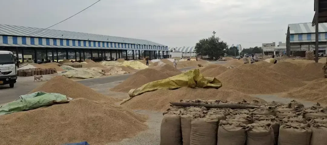 दो लाख क्विंटल धान की सुरक्षा पर सवाल, मौसम बिगड़ने से बढ़ी परेशानी दो लाख क्विंटल धान की सुरक्षा पर सवाल, मौसम बिगड़ने से बढ़ी परेशानी
