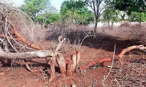 भोपाल में 85 पेड़ों की कटाई पर बवाल, बाघों के इलाके में टावर निर्माण से मचा हड़कंप भोपाल में 85 पेड़ों की कटाई पर बवाल, बाघों के इलाके में टावर निर्माण से मचा हड़कंप