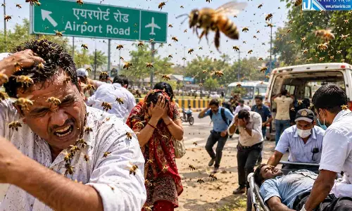 एयरपोर्ट रोड पर मधुमक्खियों का कहर, एक की मौत ,15 लोग घायल