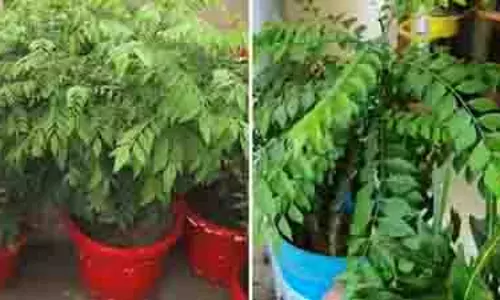 करी पत्ता के पौधे में अभी डालें ये घोल, तेजी से आएंगी नई पत्तियां करी पत्ता के पौधे में अभी डालें ये घोल, तेजी से आएंगी नई पत्तियां