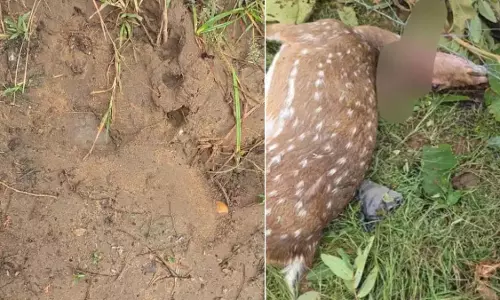 जंगल में बाघिन की मौजूदगी के संकेत, दो चीतलों की मौत से मचा हड़कंप