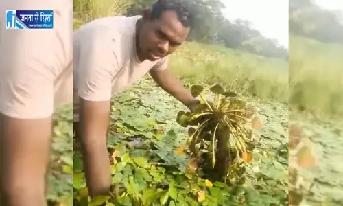 जायस में सिंघाड़े की खेती बनी कमाई का जरिया, एक बीघे में 20 क्विंटल तक उत्पादन