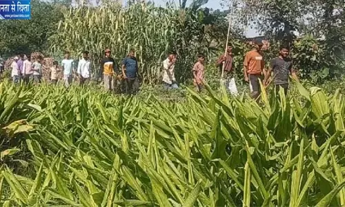 गांव में दो तेंदुए और शावक की दस्तक, ग्रामीणों में दहशत गांव में दो तेंदुए और शावक की दस्तक, ग्रामीणों में दहशत