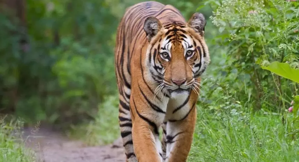 बाघिन असम पहुंची: पश्चिम बंगाल सरकार उसे वापस लाने में जुटी बाघिन असम पहुंची: पश्चिम बंगाल सरकार उसे वापस लाने में जुटी
